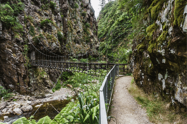 Driving Creek Railway