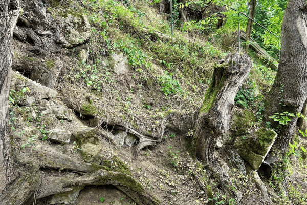 Auvers-sur-Oise: recorrido a pie autoguiado por Van Gogh — image 5