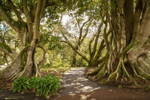 Visita a pie autoguiada por la ciudad de Auckland — image 5